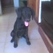 mi perro chiko y grande